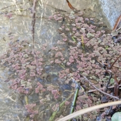 Azolla pinnata at Goulburn Wetlands - 29 Jun 2024 10:42 AM