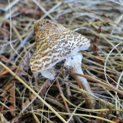 Macrolepiota clelandii (Macrolepiota clelandii) at Goulburn Wetlands - 29 Jun 2024 by trevorpreston