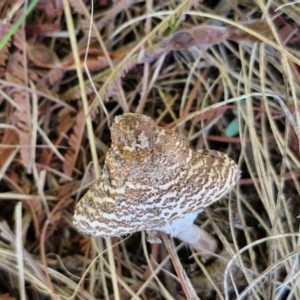 Macrolepiota clelandii at Goulburn Wetlands - 29 Jun 2024 10:39 AM