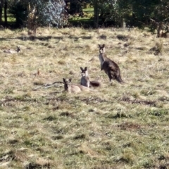 Macropus giganteus (Eastern Grey Kangaroo) at Goulburn, NSW - 29 Jun 2024 by trevorpreston