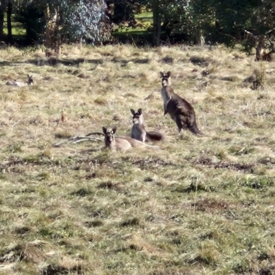 Macropus giganteus (Eastern Grey Kangaroo) at Goulburn Wetlands - 29 Jun 2024 by trevorpreston