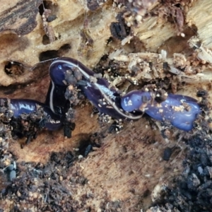 Caenoplana coerulea at Goulburn Wetlands - 29 Jun 2024