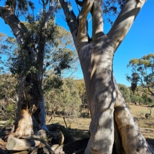 Eucalyptus rossii at Taylor, ACT - 28 Jun 2024