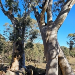 Eucalyptus rossii at Taylor, ACT - 28 Jun 2024