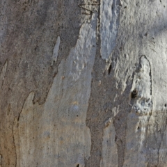 Eucalyptus rossii at Taylor, ACT - 28 Jun 2024