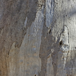 Eucalyptus rossii at Taylor, ACT - 28 Jun 2024