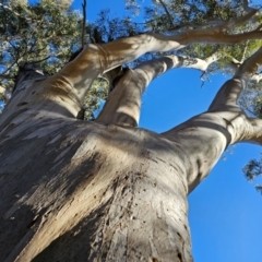 Eucalyptus rossii at Taylor, ACT - 28 Jun 2024