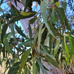 Eucalyptus rossii at Taylor, ACT - 28 Jun 2024