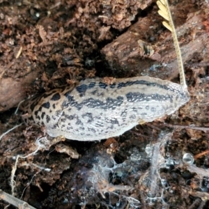 Limax maximus at Goulburn Wetlands - 29 Jun 2024 10:30 AM