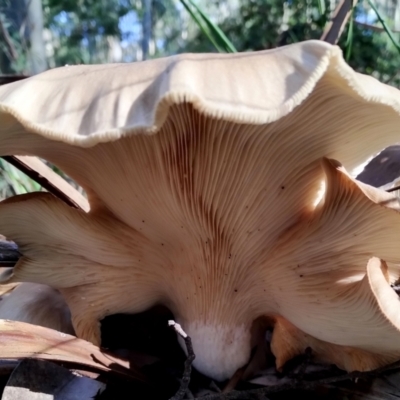 Omphalotus nidiformis (Ghost Fungus) at Bermagui State Forest - 28 Jun 2024 by Teresa