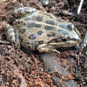 Limnodynastes tasmaniensis at Goulburn Wetlands - 29 Jun 2024