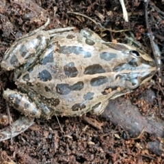 Limnodynastes tasmaniensis at Goulburn Wetlands - 29 Jun 2024