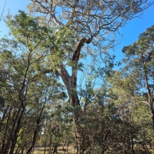 Eucalyptus melliodora at Jacka, ACT - 29 Jun 2024