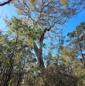 Eucalyptus melliodora at Jacka, ACT - 29 Jun 2024