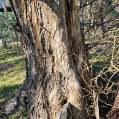 Eucalyptus melliodora at Jacka, ACT - 29 Jun 2024