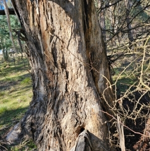 Eucalyptus melliodora at Jacka, ACT - 29 Jun 2024 10:59 AM