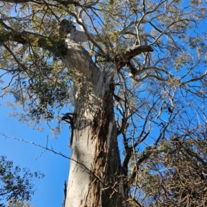 Eucalyptus melliodora at Jacka, ACT - 29 Jun 2024 10:59 AM