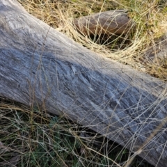 Eucalyptus melliodora at Jacka, ACT - 29 Jun 2024 10:59 AM