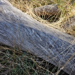 Eucalyptus melliodora at Jacka, ACT - 29 Jun 2024