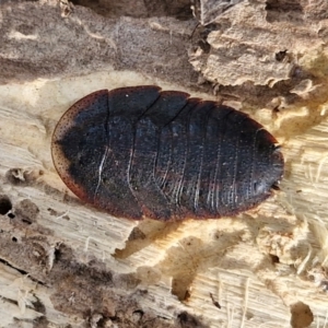 Laxta granicollis at Goulburn Wetlands - 29 Jun 2024 10:23 AM