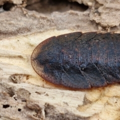 Laxta granicollis at Goulburn Wetlands - 29 Jun 2024 10:23 AM