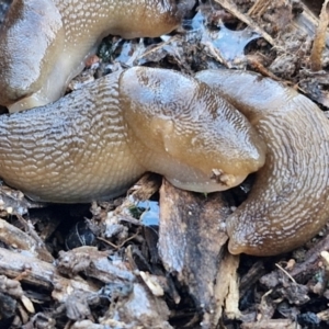 Ambigolimax sp. (valentius and waterstoni) at Goulburn Wetlands - 29 Jun 2024 10:00 AM