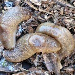 Ambigolimax sp. (valentius and waterstoni) at Goulburn Wetlands - 29 Jun 2024 10:00 AM