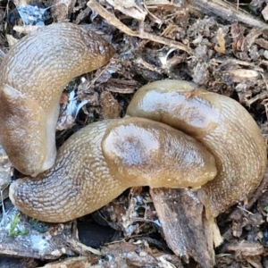 Ambigolimax sp. (valentius and waterstoni) at Goulburn Wetlands - 29 Jun 2024 10:00 AM