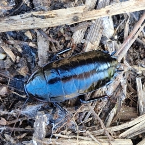 Platyzosteria melanaria at Goulburn Wetlands - 29 Jun 2024