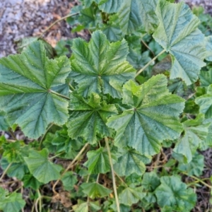 Malva neglecta at Goulburn Wetlands - 29 Jun 2024