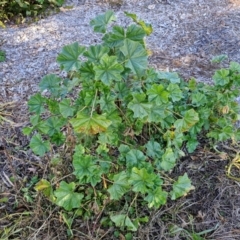 Malva neglecta at Goulburn Wetlands - 29 Jun 2024 09:54 AM