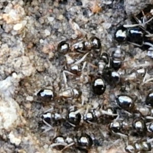 Formicidae (family) at Rocky Hill War Memorial Park and Bush Reserve, Goulburn - 29 Jun 2024