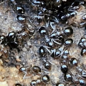 Formicidae (family) at Rocky Hill War Memorial Park and Bush Reserve, Goulburn - 29 Jun 2024