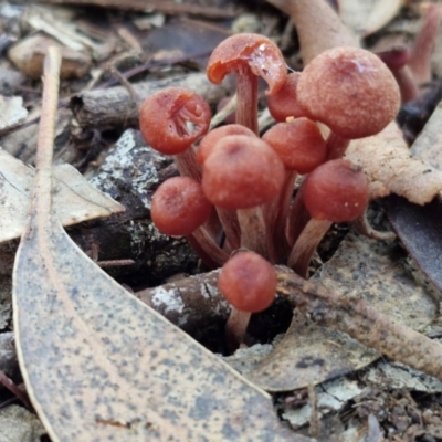 Laccaria sp. (Laccaria) at Rocky Hill War Memorial Park and Bush Reserve, Goulburn - 28 Jun 2024 by trevorpreston