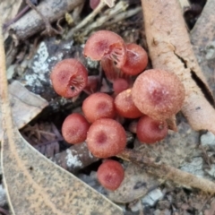 Laccaria sp. at Rocky Hill War Memorial Park and Bush Reserve, Goulburn - 29 Jun 2024 09:40 AM