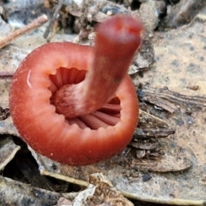 Laccaria sp. at Rocky Hill War Memorial Park and Bush Reserve, Goulburn - 29 Jun 2024 09:40 AM