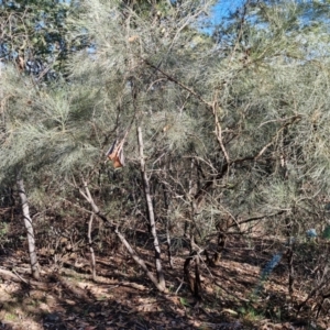 Jacksonia scoparia at Rocky Hill War Memorial Park and Bush Reserve, Goulburn - 29 Jun 2024