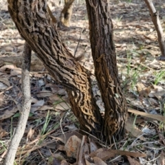 Jacksonia scoparia at Rocky Hill War Memorial Park and Bush Reserve, Goulburn - 29 Jun 2024