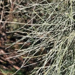 Jacksonia scoparia at Rocky Hill War Memorial Park and Bush Reserve, Goulburn - 29 Jun 2024