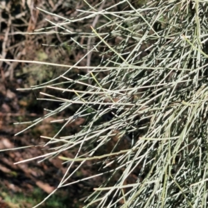 Jacksonia scoparia at Rocky Hill War Memorial Park and Bush Reserve, Goulburn - 29 Jun 2024