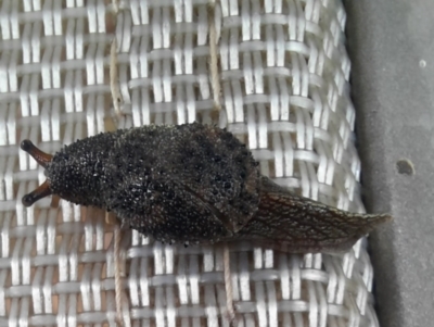 Fastosarion minerva (Minerva Hills Semi-Slug) at Rewan, QLD - 29 Jun 2024 by MB