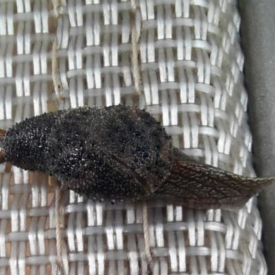 Fastosarion minerva (Minerva Hills Semi-Slug) at Rewan, QLD - 29 Jun 2024 by MB