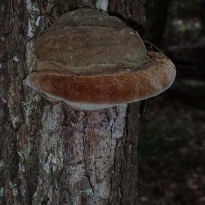 Phellinus sp. (Phellinus sp.) at Moruya State Forest - 27 Jun 2024 by Bushrevival