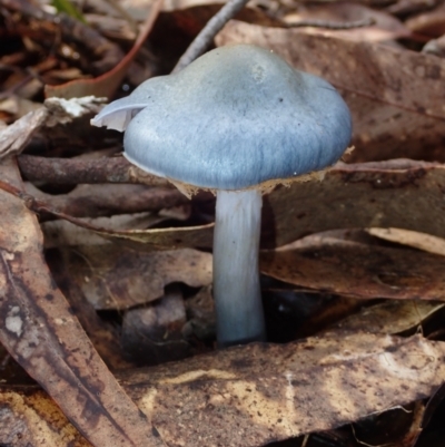 Cortinarius rotundisporus (Elegant Blue Webcap) at BA124 - 27 Jun 2024 by Bushrevival