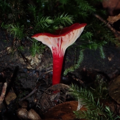 Hygrocybe sp. (Hygrocybe) at BA124 - 27 Jun 2024 by Bushrevival