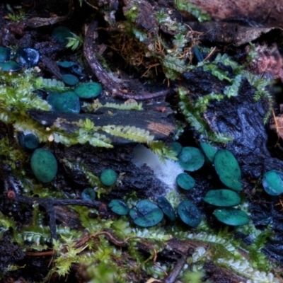 Chlorociboria aeruginascens (Green Stain Elf Cups) at Bermagui State Forest - 28 Jun 2024 by Teresa