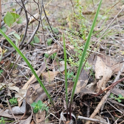 Thelymitra (Genus) (Sun Orchid) at Bullen Range - 29 Jun 2024 by BethanyDunne