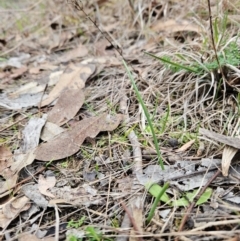 Microtis sp. (Onion Orchid) at Bullen Range - 29 Jun 2024 by BethanyDunne