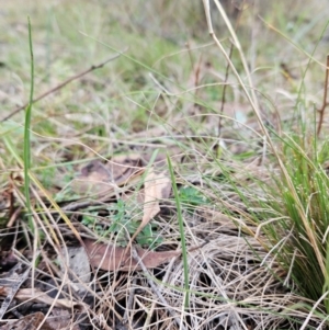 Microtis sp. at Bullen Range - 29 Jun 2024