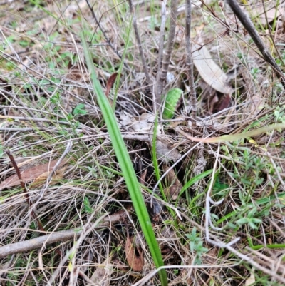 Thelymitra sp. (A Sun Orchid) at Bullen Range - 29 Jun 2024 by BethanyDunne